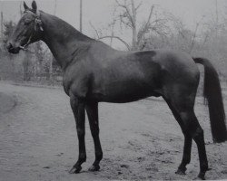 stallion Adonis xx (Thoroughbred, 1952, from Magnat xx)