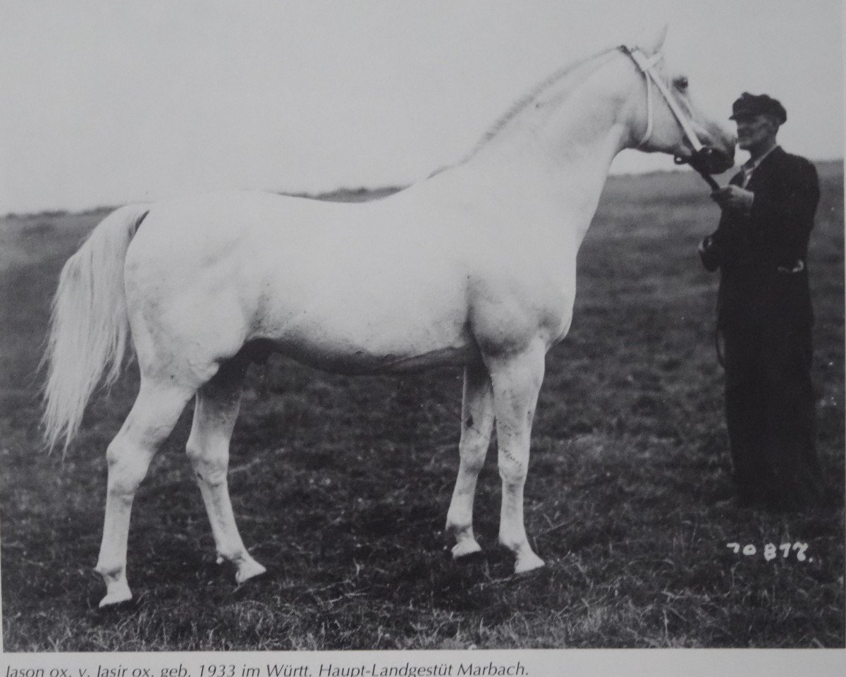stallion Jason ox (Arabian purebred, 1933, from Jasir 1925 EAO)