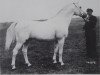 stallion Jason ox (Arabian thoroughbred, 1933, from Jasir 1925 EAO)