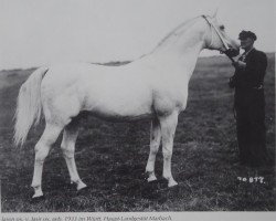 stallion Jason ox (Arabian thoroughbred, 1933, from Jasir 1925 EAO)