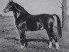 stallion Greifswald (Alt-Oldenburger / Ostfriesen, 1945, from Greif)