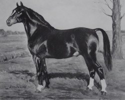 stallion Greifswald (Alt-Oldenburger / Ostfriesen, 1945, from Greif)