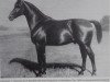 stallion Herrscher 209 (Hanoverian, 1900, from Hercules III)