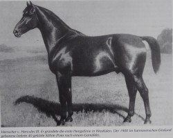 stallion Herrscher 209 (Hanoverian, 1900, from Hercules III)