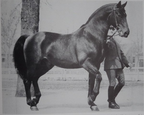 stallion Frühling (Westphalian, 1960, from Frühschein)