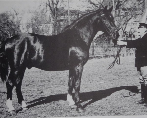 stallion Ferwal 814 (Württemberger, 1944, from Feger)