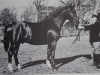 stallion Ferwal 814 (Württemberger, 1944, from Feger)