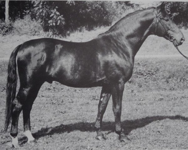 stallion Schlosser 1100 (Württemberger, 1966, from Schabernack)