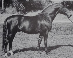 stallion Schlosser 1100 (Württemberger, 1966, from Schabernack)