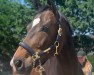 dressage horse Stella (Rhinelander, 2014, from Sir Heinrich OLD)