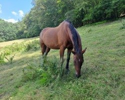 Dressurpferd Dollys-Flamin Jet (Quarter Horse, 2004, von Awesome San Badger)