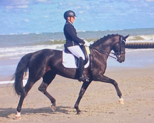 dressage horse Belle Noire 3 (Hanoverian, 2016, from Bon Coeur)