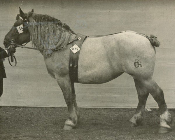 Pferd Pechta (Rheinisch-Deutsches Kaltblut, 1922, von Landgraf V 650)