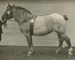 horse Pechta (Rhenish-German Cold-Blood, 1922, from Landgraf V 650)