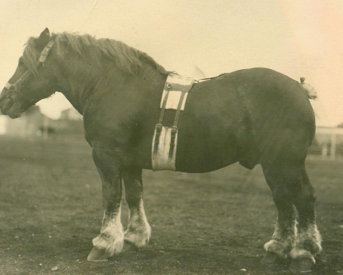 stallion Marschall III (Rhenish-German Cold-Blood, 1913)