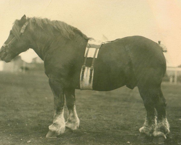 stallion Marschall III (Rhenish-German Cold-Blood, 1913)