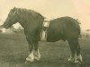 stallion Marschall III (Rhenish-German Cold-Blood, 1913)