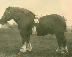 stallion Marschall III (Rhenish-German Cold-Blood, 1913)