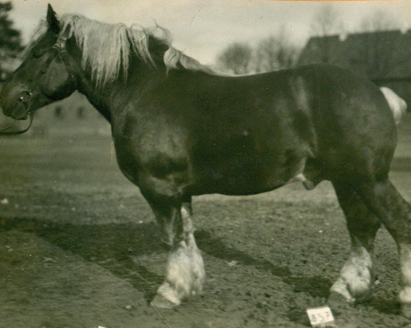 stallion Marconi (Rhenish-German Cold-Blood, 1924, from Marschall III)