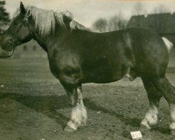 Deckhengst Marconi (Rheinisch-Deutsches Kaltblut, 1924, von Marschall III)