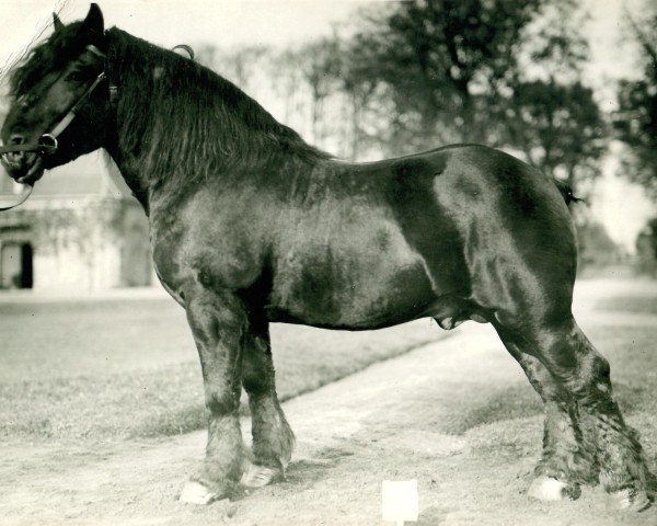 stallion Marwitz (Rhenish-German Cold-Blood, 1919, from Marschall III)