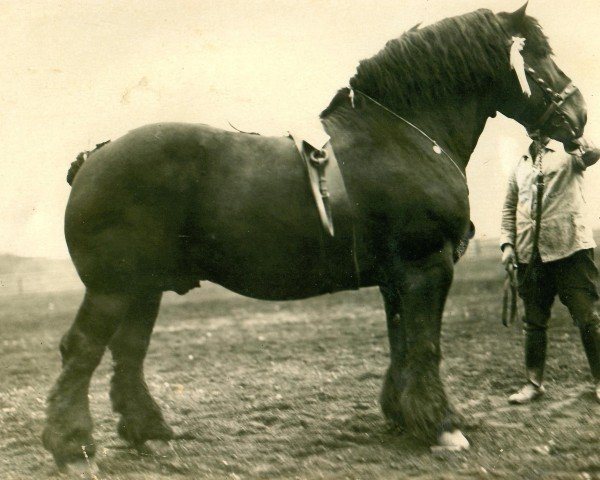 stallion Lampe RS 584 (Rhenish-German Cold-Blood, 1917, from Xerxes Ldb Wi)