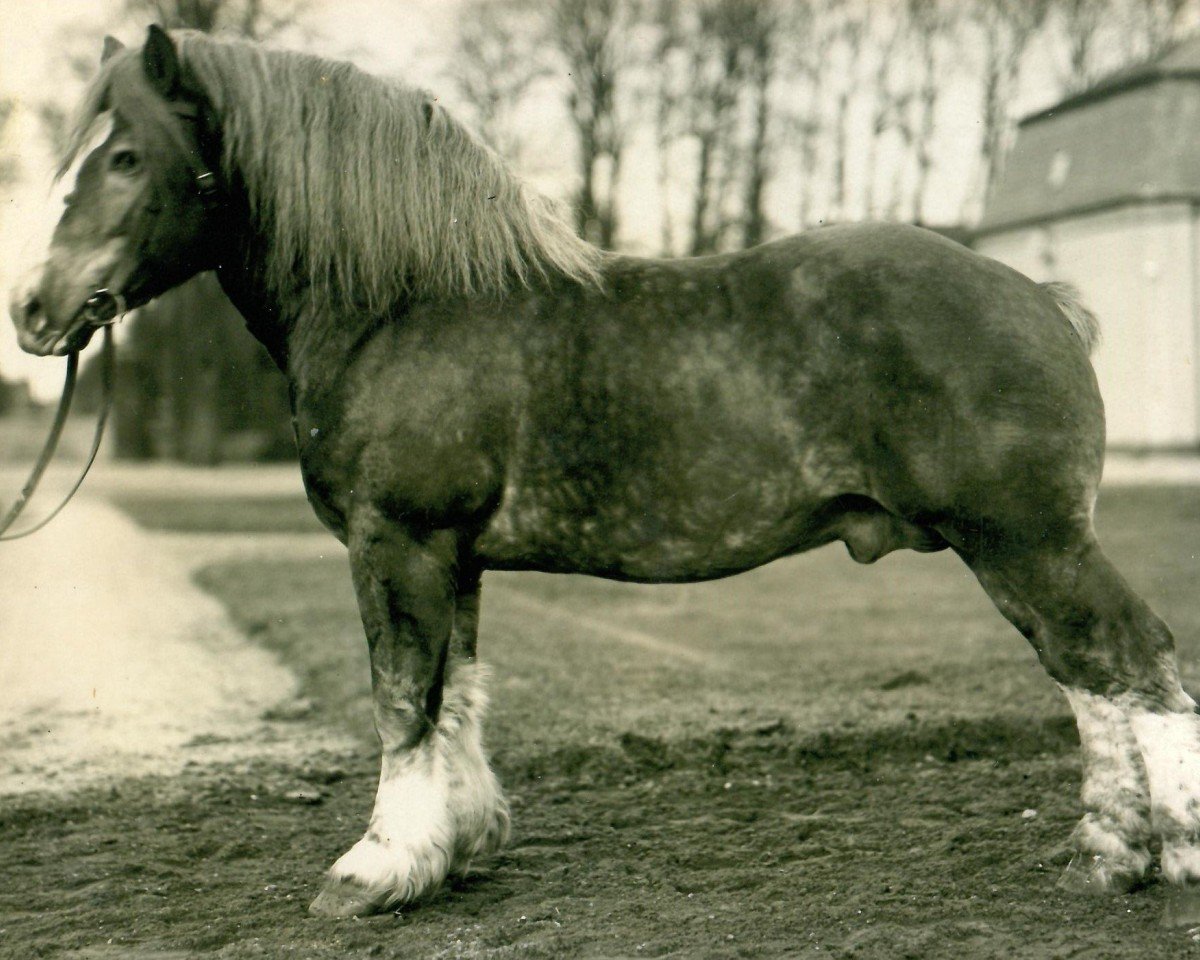 stallion Ritter von Holzweiler Ldb Wi (Rhenish-German Cold-Blood, 1923, from Lampe RS 584)