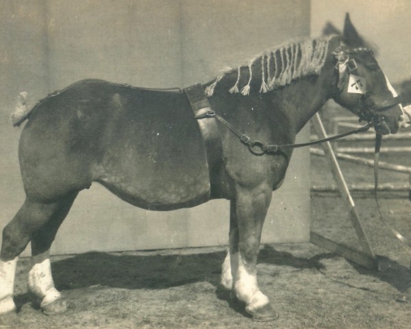 broodmare Mercus Jozefinna (Dutch Heavy Draft, 1916, from Indigène de Wisbecq)