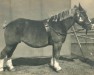 broodmare Mercus Jozefinna (Dutch Heavy Draft, 1916, from Indigène de Wisbecq)