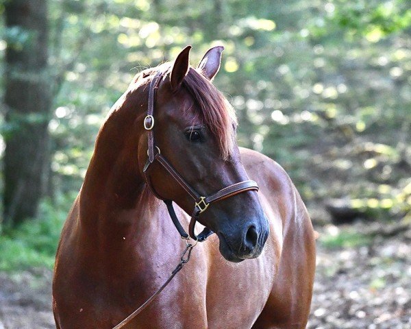 Zuchtstute Treidelhof Katalina (Pura Raza Espanola (PRE), 2020, von Cataro JL II)