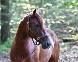 Pferd Treidelhof Katalina (Pura Raza Espanola (PRE), 2020, von Cataro JL II)