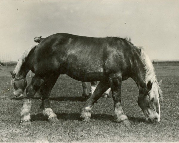 Zuchtstute Pachta (Rheinisch-Deutsches Kaltblut, 1922, von Suivant de Mordicus)