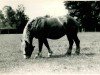 broodmare Tanne von Holzweiler RS 20185 (Rhenish-German Cold-Blood, 1926, from Lampe RS 584)