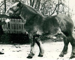 Deckhengst Grillparzer (Rheinisch-Deutsches Kaltblut, 1932, von Logarith)