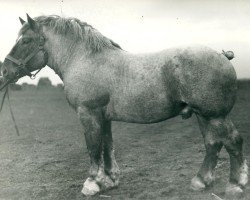 Deckhengst Lotann von Holzweiler (Rheinisch-Deutsches Kaltblut, 1934, von Lothmann von Arendsdorf)