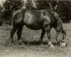 Zuchtstute Xaveria von Holzweiler (Rheinisch-Deutsches Kaltblut,  , von Quis von Geretzhoven RS 906)