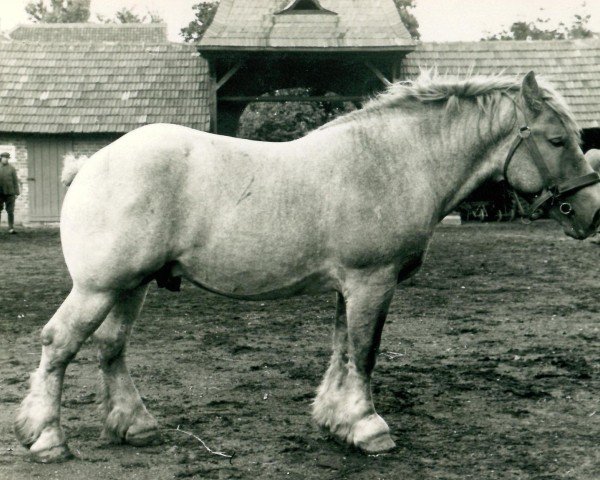 Pferd Ibykus von Holzweiler (Rheinisch-Deutsches Kaltblut, 1934, von Indien de Biévène)