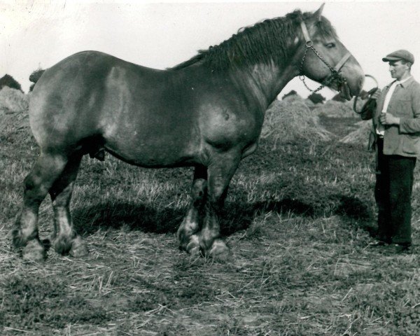 horse Ibro von Kleinbouslar (Rhenish-German Cold-Blood, 1939, from Ibykus von Holzweiler)