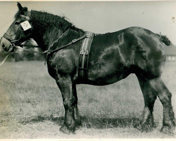 Zuchtstute Eule von Kleinbouslar (Rheinisch-Deutsches Kaltblut, 1935, von Bacchus von Iveshof)