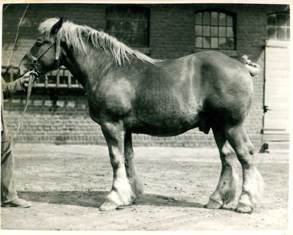 Deckhengst Bacchus von Iveshof (Rheinisch-Deutsches Kaltblut, 1931, von Lotophage)