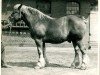 stallion Bacchus von Iveshof (Rhenish-German Cold-Blood, 1931, from Lotophage)