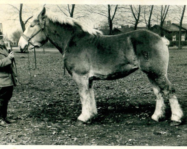 broodmare Jadavia (Rhenish-German Cold-Blood, 1939, from Ibykus von Holzweiler)