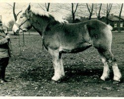 Zuchtstute Jadavia (Rheinisch-Deutsches Kaltblut, 1939, von Ibykus von Holzweiler)