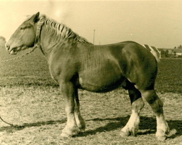 stallion Ibas (Rhenish-German Cold-Blood, 1939, from Ibykus von Holzweiler)