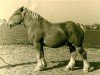 stallion Ibas (Rhenish-German Cold-Blood, 1939, from Ibykus von Holzweiler)