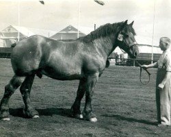 horse Lorch von Holzweiler (Rhenish-German Cold-Blood, 1936, from Loretto)