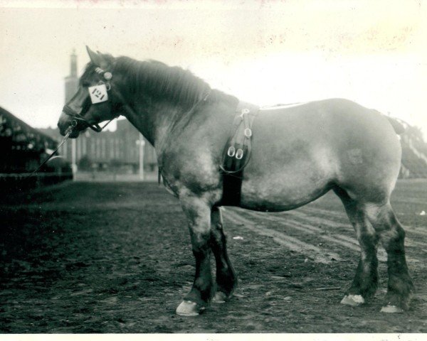 horse Freifrau von Holzweiler (Rhenish-German Cold-Blood, 1936, from Loretto)