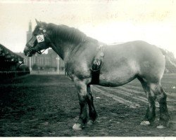 horse Freifrau von Holzweiler (Rhenish-German Cold-Blood, 1936, from Loretto)