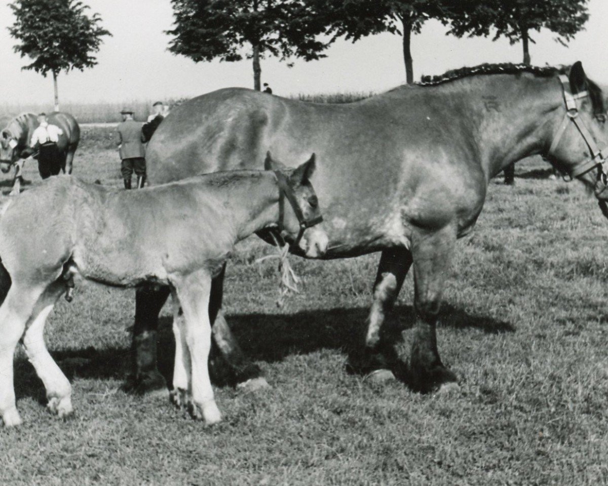 Pferd Hanny von Holzweiler (Rheinisch-Deutsches Kaltblut, 1937, von Junker 1481 vk O)