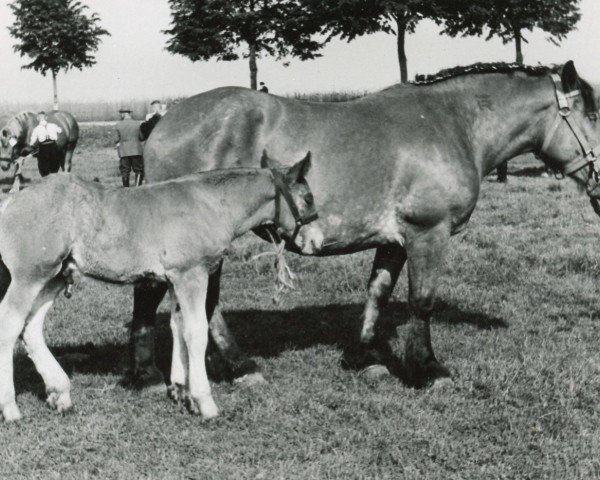 horse Hanny von Holzweiler (Rhenish-German Cold-Blood, 1937, from Junker 1481 vk O)